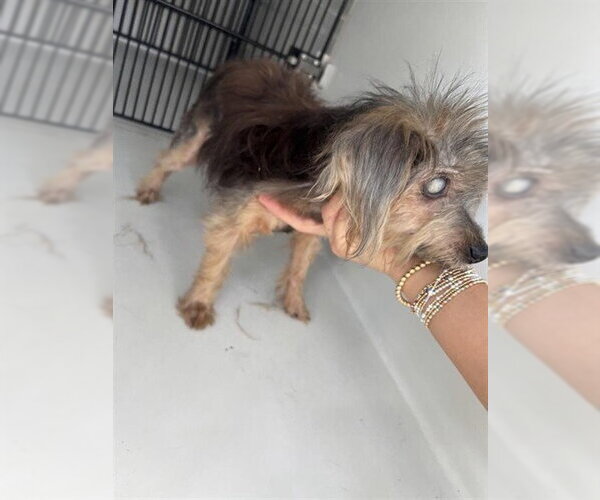 Medium Photo #1 Mutt Puppy For Sale in Houston, TX, USA