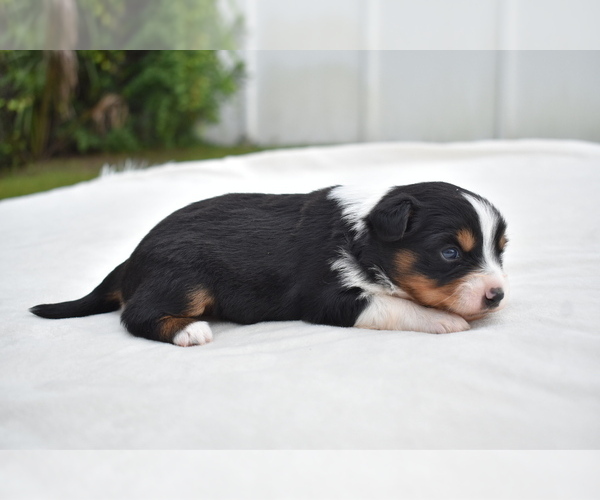 Medium Photo #7 Miniature Australian Shepherd Puppy For Sale in PALM COAST, FL, USA