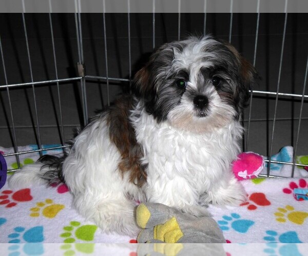 Medium Photo #8 Mal-Shi Puppy For Sale in ORO VALLEY, AZ, USA