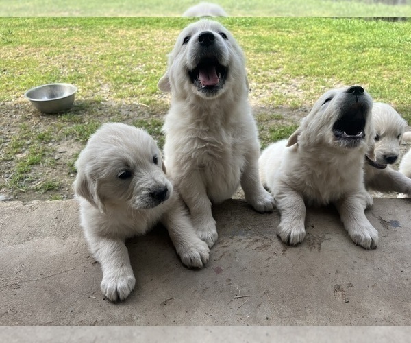 Medium Photo #6 English Cream Golden Retriever Puppy For Sale in PLYMOUTH, CA, USA