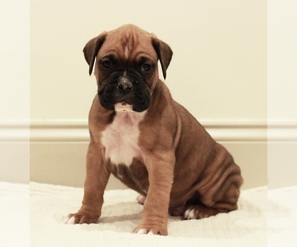 Medium Photo #5 Boxer Puppy For Sale in DENVER, PA, USA