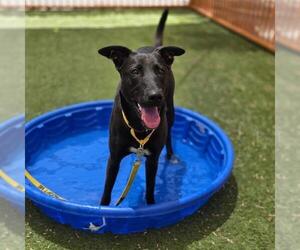 Mutt Dogs for adoption in Las Vegas, NV, USA