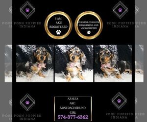 Dachshund Puppy for sale in WARSAW, IN, USA
