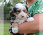 Small #3 Bernedoodle (Miniature)