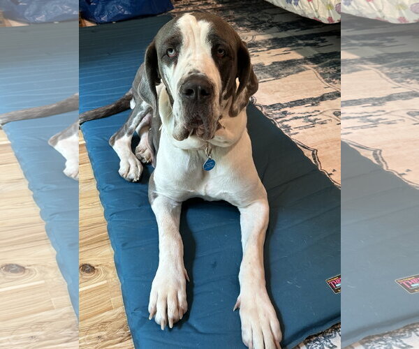 Medium Photo #1 Great Dane Puppy For Sale in St. Louis Park, MN, USA