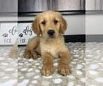 Image preview for Ad Listing. Nickname: Ryker