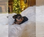 Small Photo #6 Yorkshire Terrier Puppy For Sale in NEVADA, TX, USA
