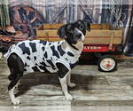 Small #10 American Pit Bull Terrier-Labrador Retriever Mix