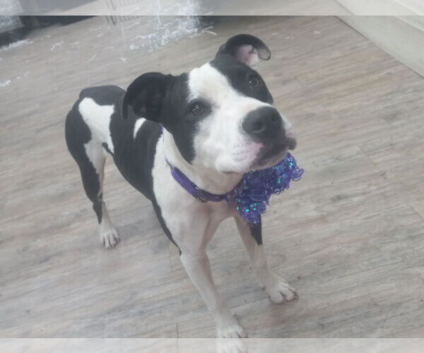 Medium Photo #12 Mutt Puppy For Sale in Murfreesboro, NC, USA