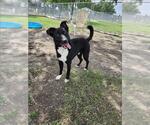 Small #1 Labrador Retriever