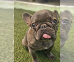 Small #5 French Bulldog