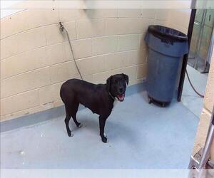 Mutt Dogs for adoption in Tulsa, OK, USA
