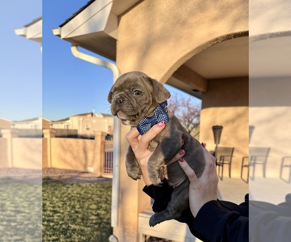 Medium Photo #1 French Bulldog Puppy For Sale in PUEBLO, CO, USA