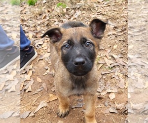 Malinois Puppy for sale in PELZER, SC, USA