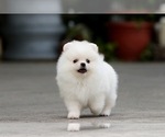 Small Photo #1 Pomeranian Puppy For Sale in CINCINNATI, OH, USA