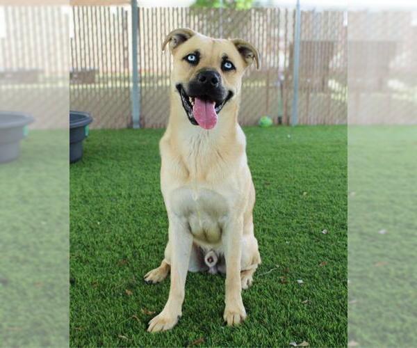 Medium Photo #2 Mutt Puppy For Sale in Chula Vista, CA, USA