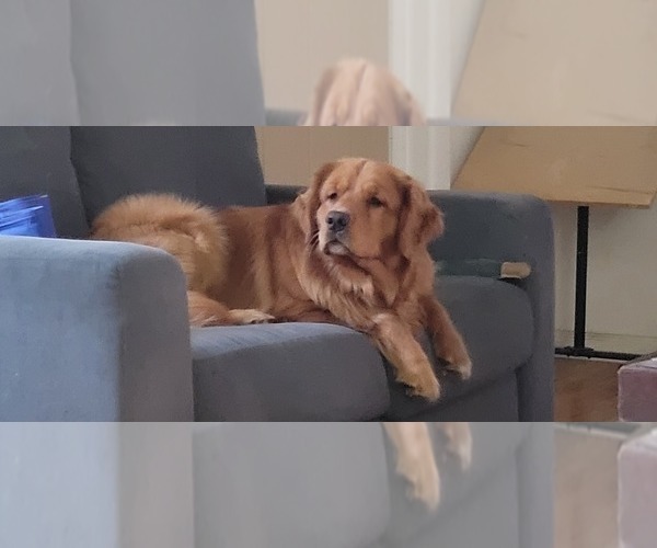 Medium Photo #1 Golden Retriever Puppy For Sale in GOODELLS, MI, USA