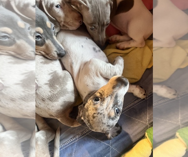 Medium Photo #100 Dachshund Puppy For Sale in LAKEBAY, WA, USA