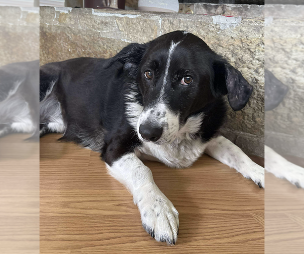Medium Photo #3 Border Collie-Unknown Mix Puppy For Sale in Anchorage, AK, USA