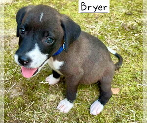 Border Collie-Unknown Mix Dogs for adoption in Alexander, AR, USA