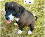 Small Border Collie Mix