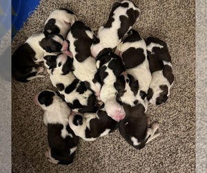 Saint Bernard Puppy for Sale in STANLEY, Wisconsin USA