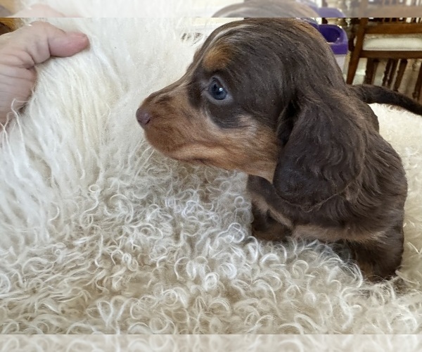 Medium Photo #16 Dachshund Puppy For Sale in COLLBRAN, CO, USA