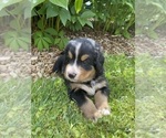 Puppy Pine Bernese Mountain Dog