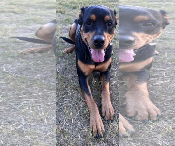 Medium Photo #2 Rottweiler Puppy For Sale in San Antonio, TX, USA