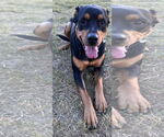 Small #1 Rottweiler