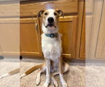 Small #6 Australian Shepherd Mix