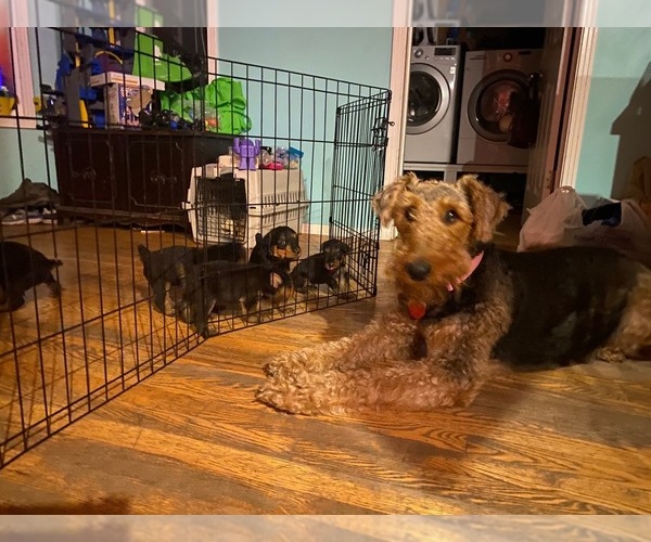 Medium Photo #1 Airedale Terrier Puppy For Sale in BOISE, ID, USA