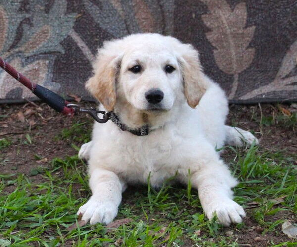 Medium Photo #1 Golden Retriever-Kuvasz Mix Puppy For Sale in Holly Hill, SC, USA