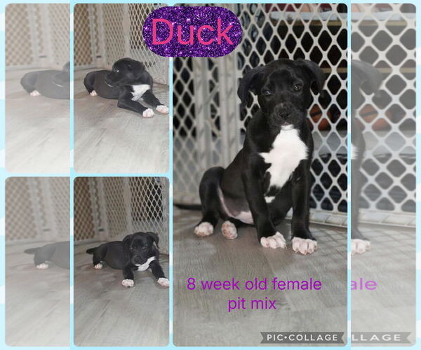 Medium Photo #2 Mutt Puppy For Sale in Jacksonville, NC, USA