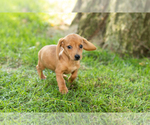 Small Photo #42 Dachshund Puppy For Sale in BREMEN, IN, USA