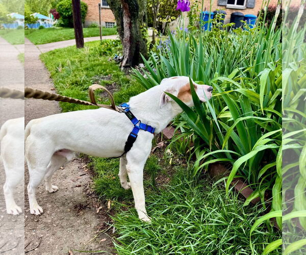 Medium Photo #9 Mutt Puppy For Sale in Germantown, OH, USA