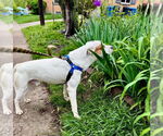 Small #8 Mutt