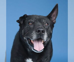 Labrador Retriever Dogs for adoption in Pasadena, CA, USA