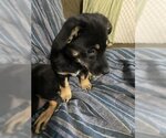 Small Photo #1 Basset Hound-Labrador Retriever Mix Puppy For Sale in New Hampton, NY, USA