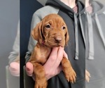 Small Photo #6 Vizsla Puppy For Sale in NEW YORK MILLS, MN, USA