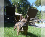 Small #6 French Bulldog