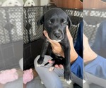 Small #2 Labrador Retriever Mix