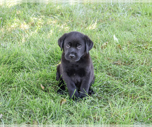 Labrador Retriever Puppy for sale in SYRACUSE, IN, USA