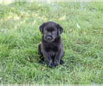 Small Labrador Retriever