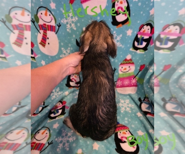 Medium Photo #29 Chizer Puppy For Sale in MONTEZUMA, GA, USA