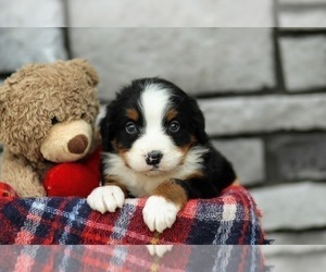 Bernese Mountain Dog Puppy for sale in FREDERICKSBURG, OH, USA
