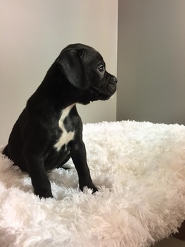 Medium Photo #2 Boxer Puppy For Sale in BECKS MILLS, OH, USA