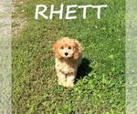 Image preview for Ad Listing. Nickname: Rhett