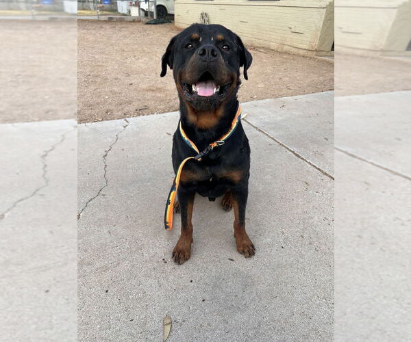 Medium Photo #1 Rottweiler Puppy For Sale in Gilbert, AZ, USA