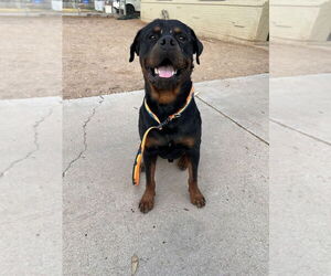 Rottweiler Dogs for adoption in Gilbert, AZ, USA
